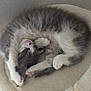 kitten, cat, sleeping, curled_up, furry, pet_bed, indoor, cozy, white, gray, paw, cute, resting, animal, domestic_cat, soft, peaceful, small, adorable, napping