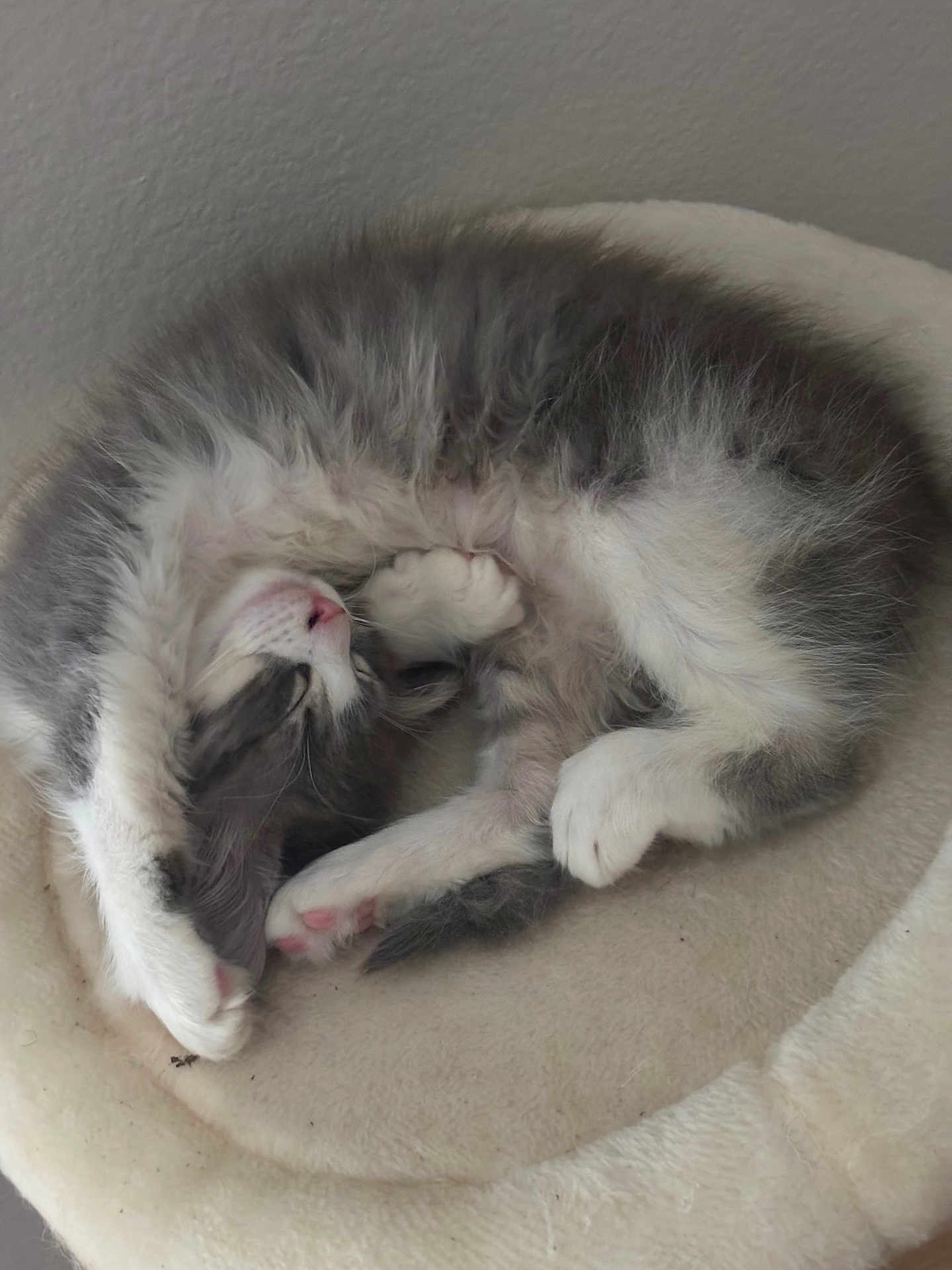Zelda is registered to the contest to win money with this photo: kitten, cat, sleeping, curled_up, furry, pet_bed, indoor, cozy, white, gray, paw, cute, resting, animal, domestic_cat, soft, peaceful, small, adorable, napping