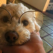 Parmesan joined the competition — help win amazing prizes! canidae, carnivore, cockapoo, companion_dog, dog, dog_breed, ear, eye, glen_of_imaal_terrier, head, maltepoo, maltese, mammal, morkie, nose, puppy, puppy_love, schnoodle, skin, snout