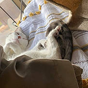 Alfred Humphrey joined the competition — help win amazing prizes! cat, sleeping, white_cat, paw, tail, blanket, bedding, sunlight, window, indoor, cozy, nap, relaxed, whiskers, textile, striped_tail, cushion, soft_fabric, pet, domestic_cat