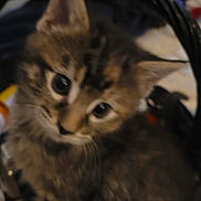 Noodles is registered to the contest to win money with this photo: kitten, cat, pet, animal, furry, ears, whiskers, basket, soft, cute, young, domestic, feline, closeup, indoor, brown, tabby, small, curious, fur