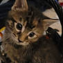 kitten, cat, pet, animal, furry, ears, whiskers, basket, soft, cute, young, domestic, feline, closeup, indoor, brown, tabby, small, curious, fur