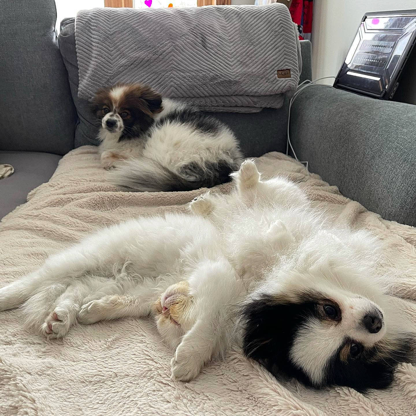 Archie joined the competition — help win amazing prizes! carnivore, comfort, companion_dog, couch, dog, dog_breed, fawn, felidae, flooring, fur, furniture, grey, living_room, mammal, small_to_medium_sized_cats, snout, sporting_group, tail, whiskers, white