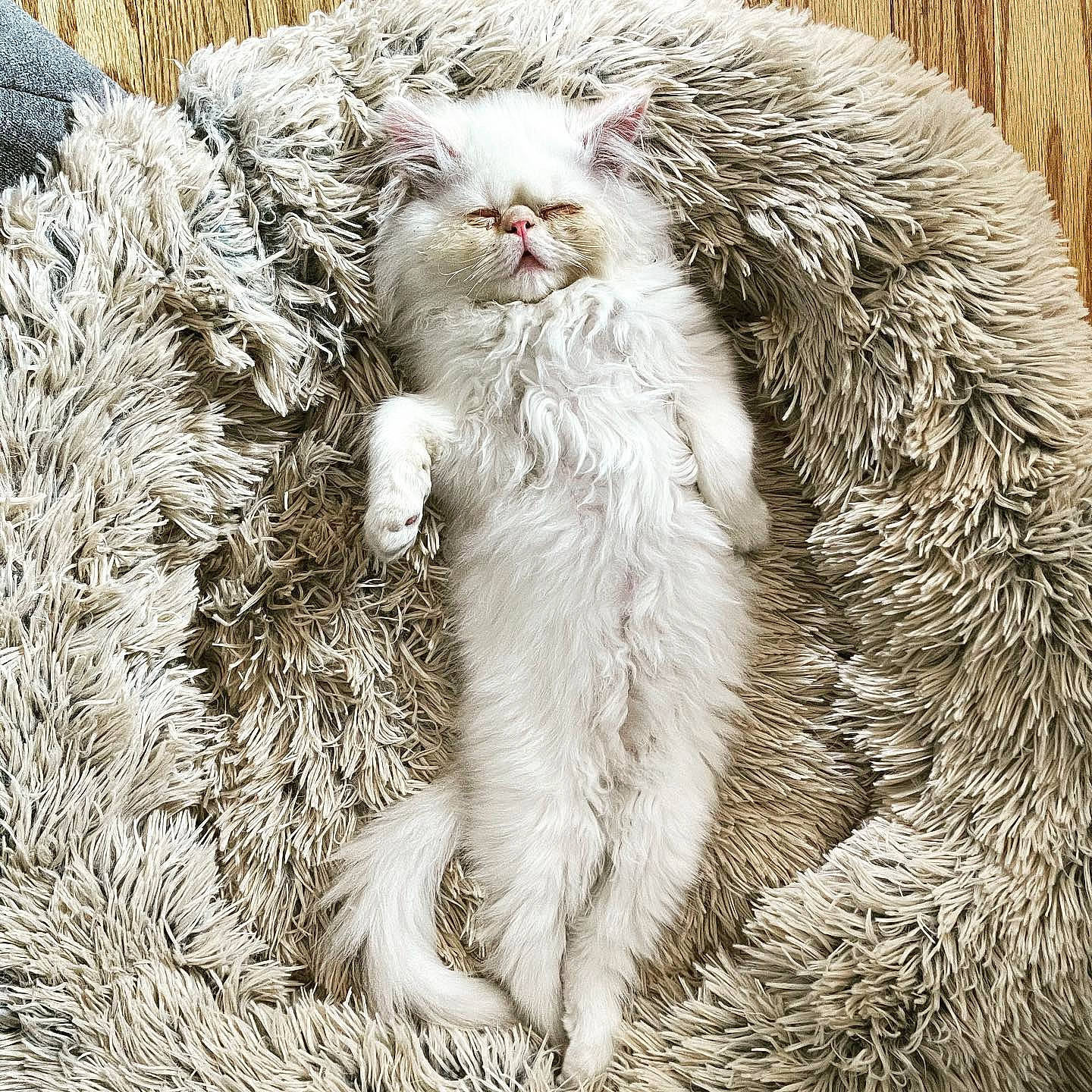 Archie joined the competition — help win amazing prizes! carnivore, cat, claw, comfort, fawn, felidae, fur, grass, paw, small_to_medium_sized_cats, snout, soil, tail, terrestrial_animal, terrestrial_plant, whiskers, wildlife