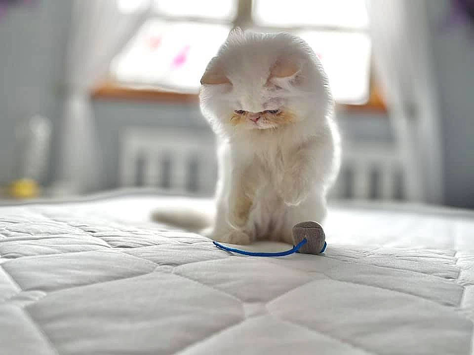 Archie is registered to the contest to win money with this photo: carnivore, cat, claw, comfort, domestic_short_haired_cat, felidae, flooring, fur, grey, hardwood, linens, paw, room, sitting, small_to_medium_sized_cats, snout, tail, textile, whiskers, wood