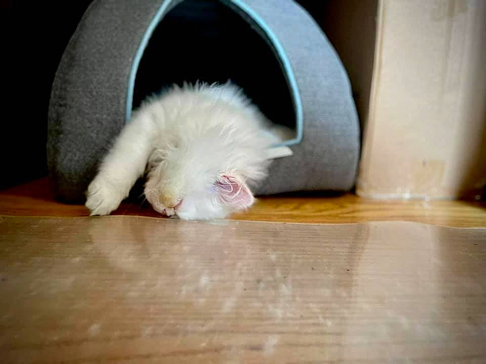 Archie joined the competition — help win amazing prizes! carnivore, cat, claw, comfort, companion_dog, domestic_short_haired_cat, felidae, floor, flooring, foot, fur, hardwood, laminate_flooring, paw, small_to_medium_sized_cats, snout, tail, whiskers, wood, wood_flooring