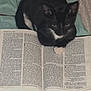 animal, bed, bible, black_and_white, blanket, book, cat, cozy, curious, feline, indoor, kitten, open_book, pet, reading, resting, sleepy, soft, text, young_cat