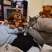 Mousee joined the competition — help win amazing prizes! bedroom, blanket, casual, cat, clothing, cozy, curtains, fabric, furniture, gorilla_plush, gray_tabby, household_items, indoor, pile, pillow, relaxed, soft_toys, stuffed_animal, window, yellow_plush