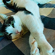 Eevee is registered to the contest to win money with this photo: cat, stretching, paws, green_eyes, fur, tail, blanket, indoor, relaxed, sleepy, close_up, pet, whiskers, striped, cozy, animal, mammal, cute, resting, soft