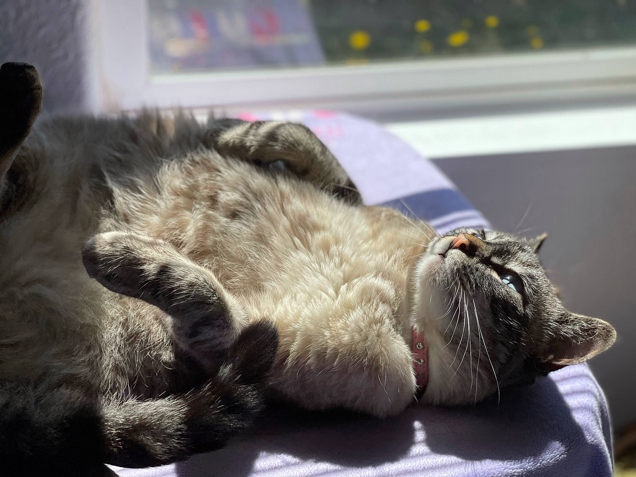 Aria joined the competition — help win amazing prizes! carnivore, cat, claw, comfort, domestic_short_haired_cat, eye, fang, felidae, fur, grey, nap, paw, sleep, small_to_medium_sized_cats, snout, tail, terrestrial_animal, whiskers, wildlife, yawn