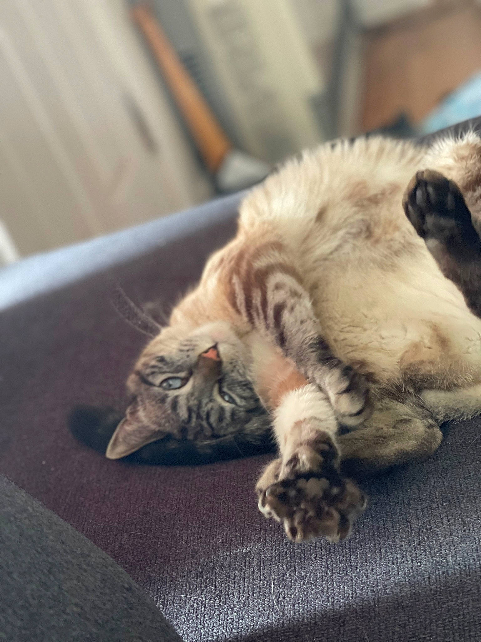 Aria joined the competition — help win amazing prizes! canidae, carnivore, cat, claw, cloud, comfort, companion_dog, domestic_short_haired_cat, felidae, flooring, fur, metal, paw, sky, small_to_medium_sized_cats, tail, terrestrial_animal, whiskers, wood, yawn