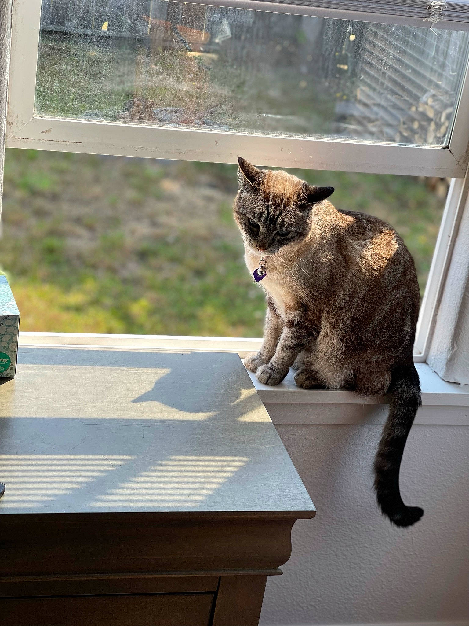 Aria is registered to the contest to win money with this photo: carnivore, cat, domestic_short_haired_cat, fawn, felidae, fur, glass, grey, rectangle, room, shade, sitting, small_to_medium_sized_cats, snout, table, tail, whiskers, window, wood