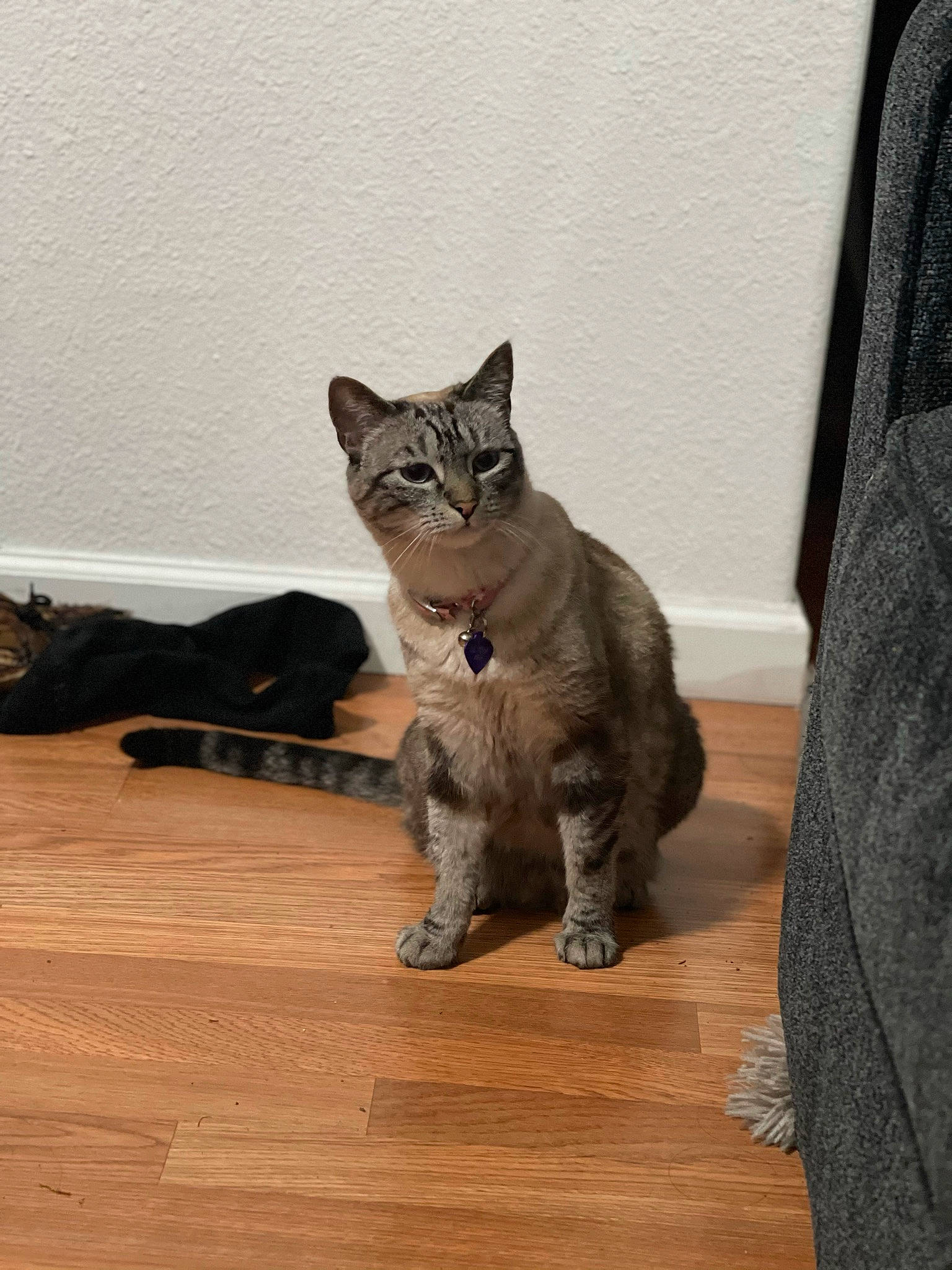 Aria is registered to the contest to win money with this photo: carnivore, cat, comfort, domestic_short_haired_cat, fawn, felidae, floor, flooring, fur, grey, hardwood, laminate_flooring, paw, small_to_medium_sized_cats, snout, tail, terrestrial_animal, whiskers, wood, wood_flooring