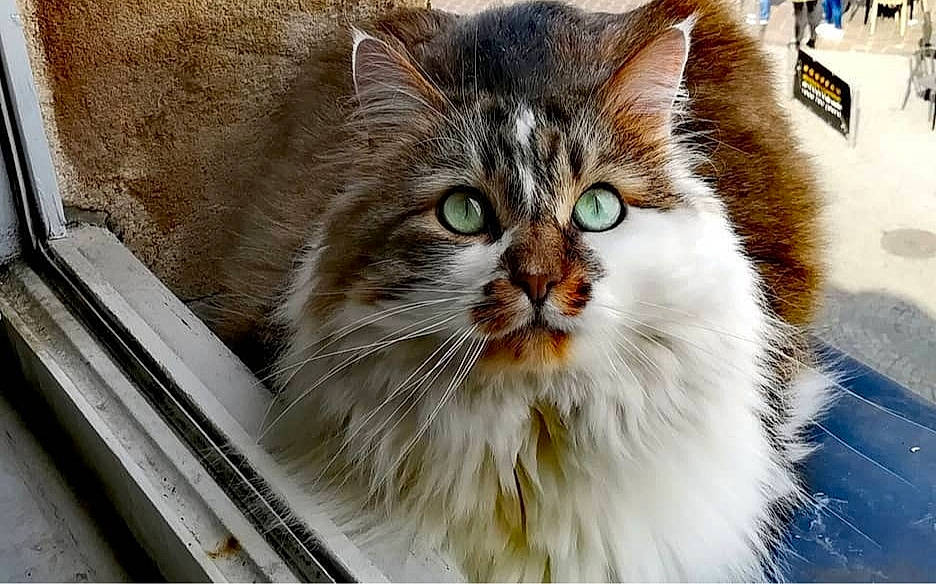 Guizmo participe au concours pour gagner de l'argent avec cette photo : carnivore, cat, domestic_short_haired_cat, felidae, fur, small_to_medium_sized_cats, snout, whiskers