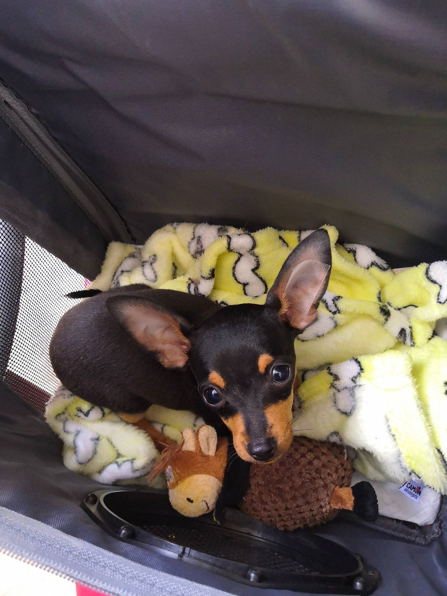 Shelby participe au concours pour gagner de l'argent avec cette photo : canidae, carnivore, chihuahua, comfort, companion_dog, couch, dog, dog_breed, dog_supply, fawn, fur, guard_dog, paw, pinscher, prazsky_krysarik, russkiy_toy, snout, sporting_group, toy_dog, working_animal