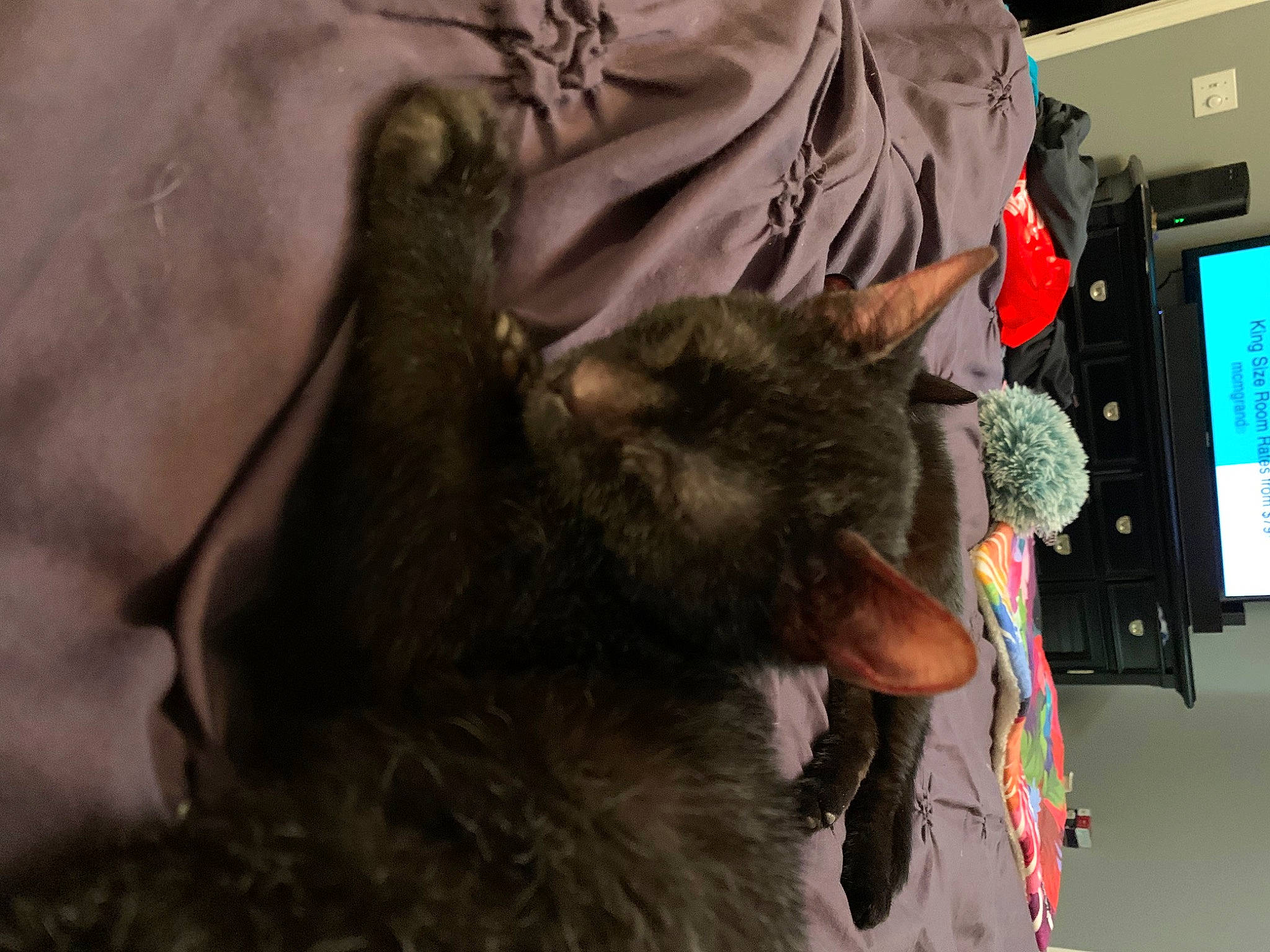 Tiberious Kaiffer is registered to the contest to win money with this photo: black_cat, carnivore, cat, claw, companion_dog, computer, computer_keyboard, display_device, dog_breed, domestic_short_haired_cat, ear, fawn, felidae, fur, gesture, paw, small_to_medium_sized_cats, snout, tail, whiskers