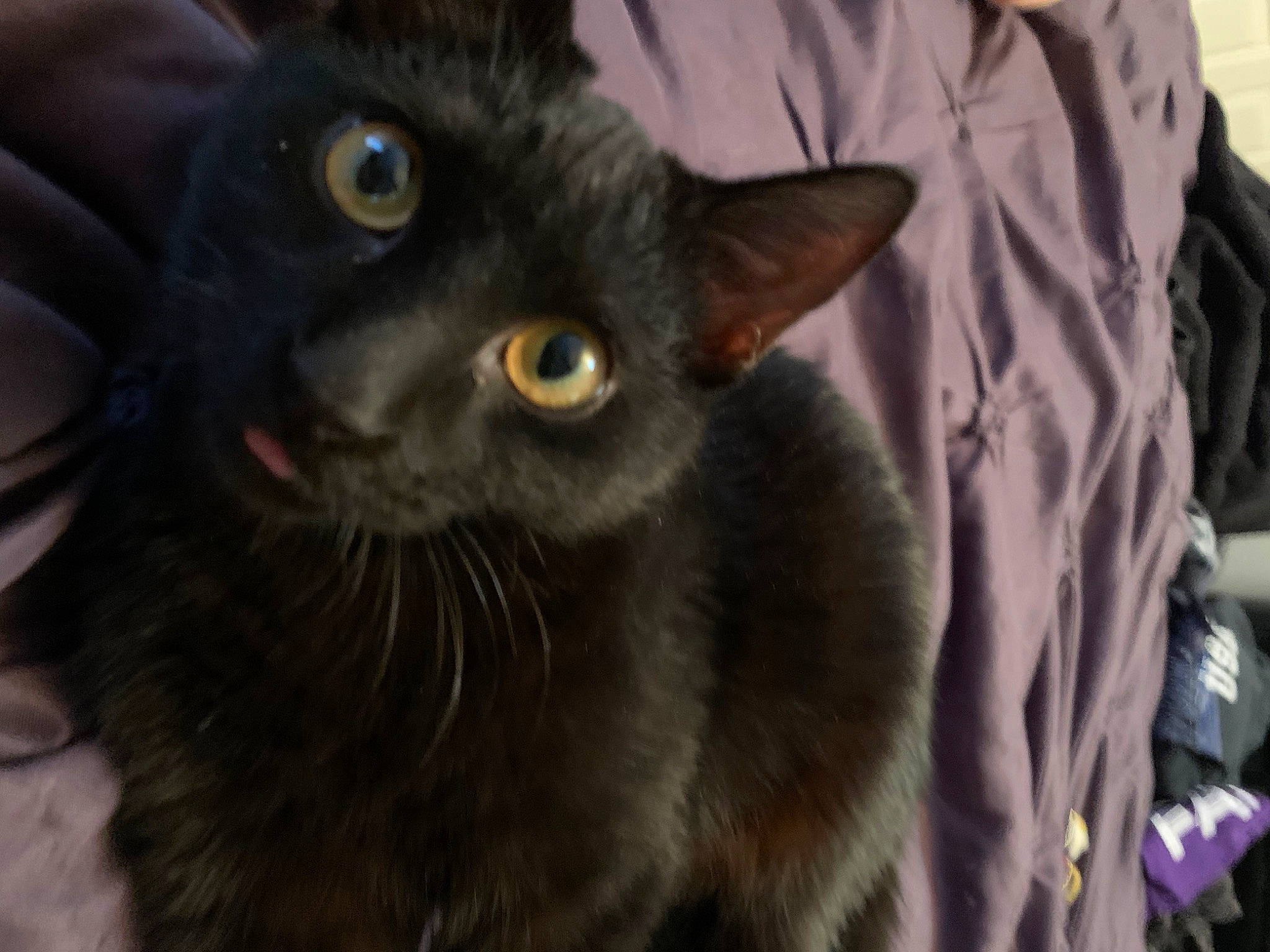 Titus Atticus joined the competition — help win amazing prizes! black_cat, bombay, carnivore, cat, domestic_short_haired_cat, felidae, fur, havana_brown, iris, korat, small_to_medium_sized_cats, snout, terrestrial_animal, whiskers