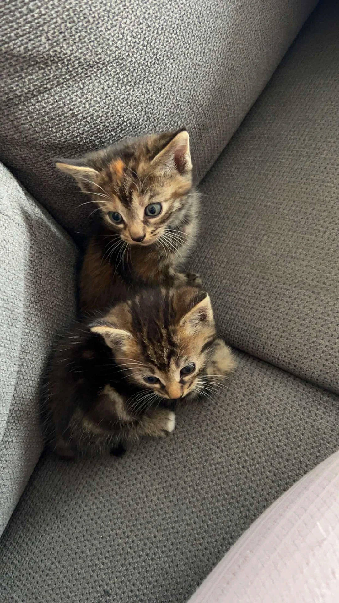 Lilith participe au concours pour gagner de l'argent avec cette photo : carnivore, cat, claw, comfort, domestic_short_haired_cat, fawn, felidae, fur, paw, small_to_medium_sized_cats, snout, tail, whiskers