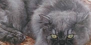 Doudou participe au concours pour gagner de l'argent avec cette photo : angora, animal, blackcat, brasssection, cat, egyptiancat, horn, kitten, manx, musicalinstrument, pet, snout