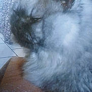Doudou a rejoint le concours — aidez-le/la à gagner de superbes lots ! animal, black_fur, blurred, cat, close_up, closeup, domestic_animal, feline, fluffy, furry, gray_fur, indoor, mammal, pet, portrait, sitting, soft_texture, stone_wall, tiled_floor, wooden_surface