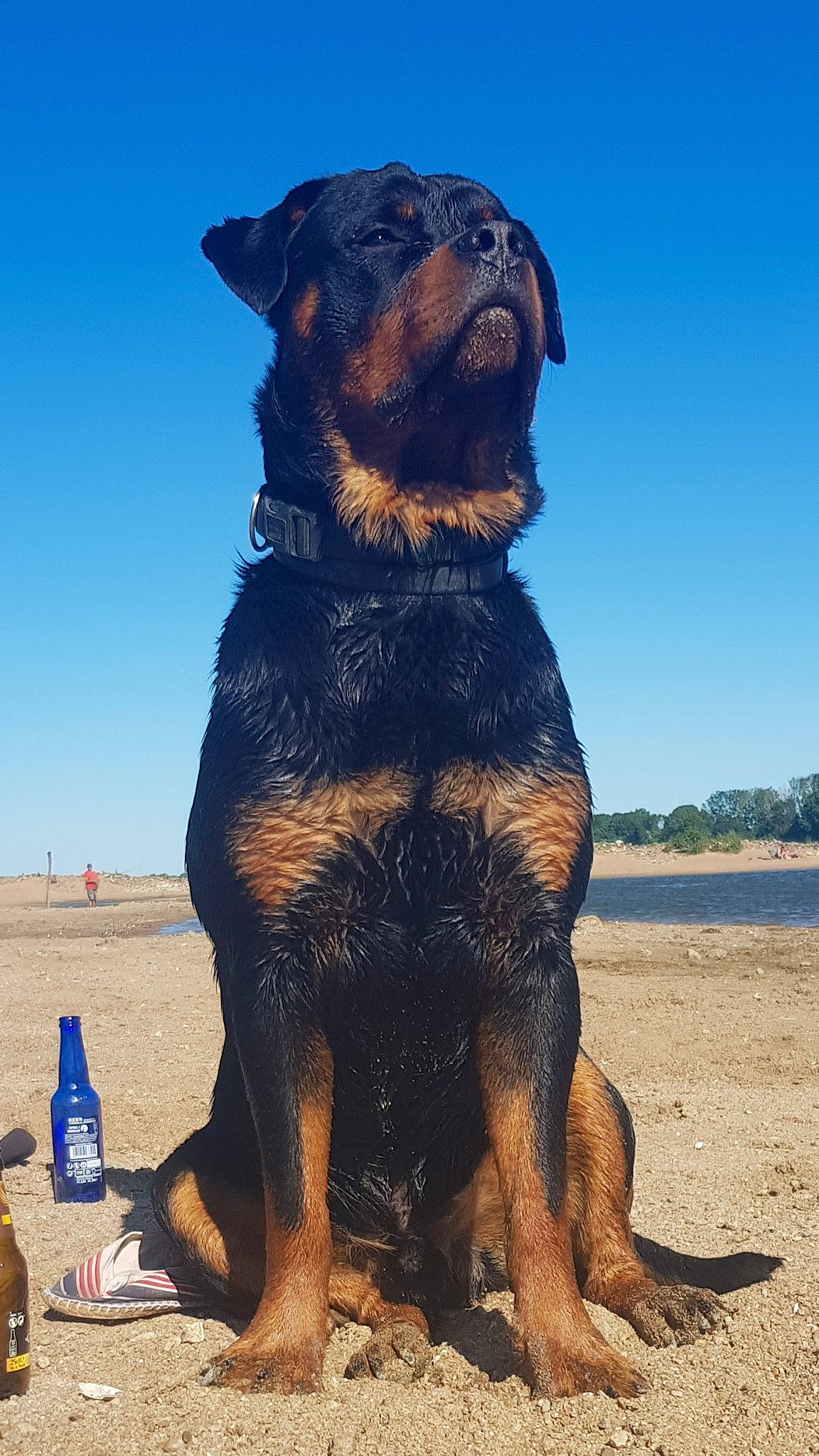 Storm participe au concours pour gagner de l'argent avec cette photo : ancient_dog_breeds, beauceron, black_and_tan_terrier, canidae, carnivore, companion_dog, dog, dog_breed, huntaway, hunting_dog, mammal, rare_breed_dog, rottweiler, sporting_group, vertebrate