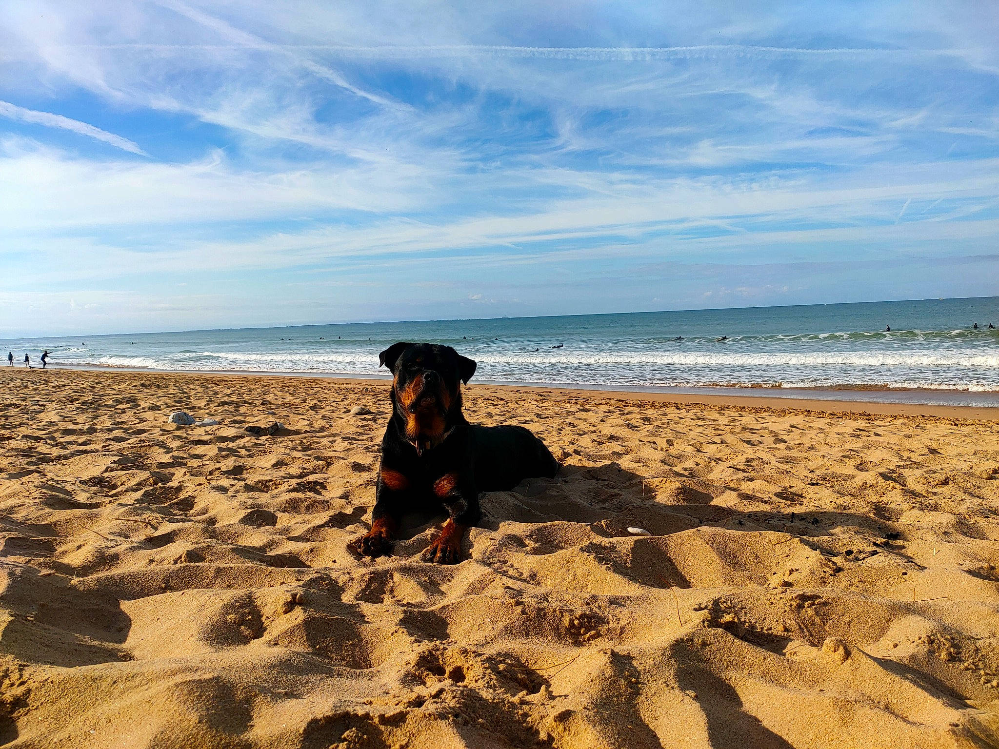 Storm a rejoint le concours — aidez-le/la à gagner de superbes lots ! azure, beach, calm, carnivore, cloud, coastal_and_oceanic_landforms, dog, dog_breed, fawn, fun, horizon, landscape, leisure, sand, shore, singing_sand, sky, water, wind_wave, wood