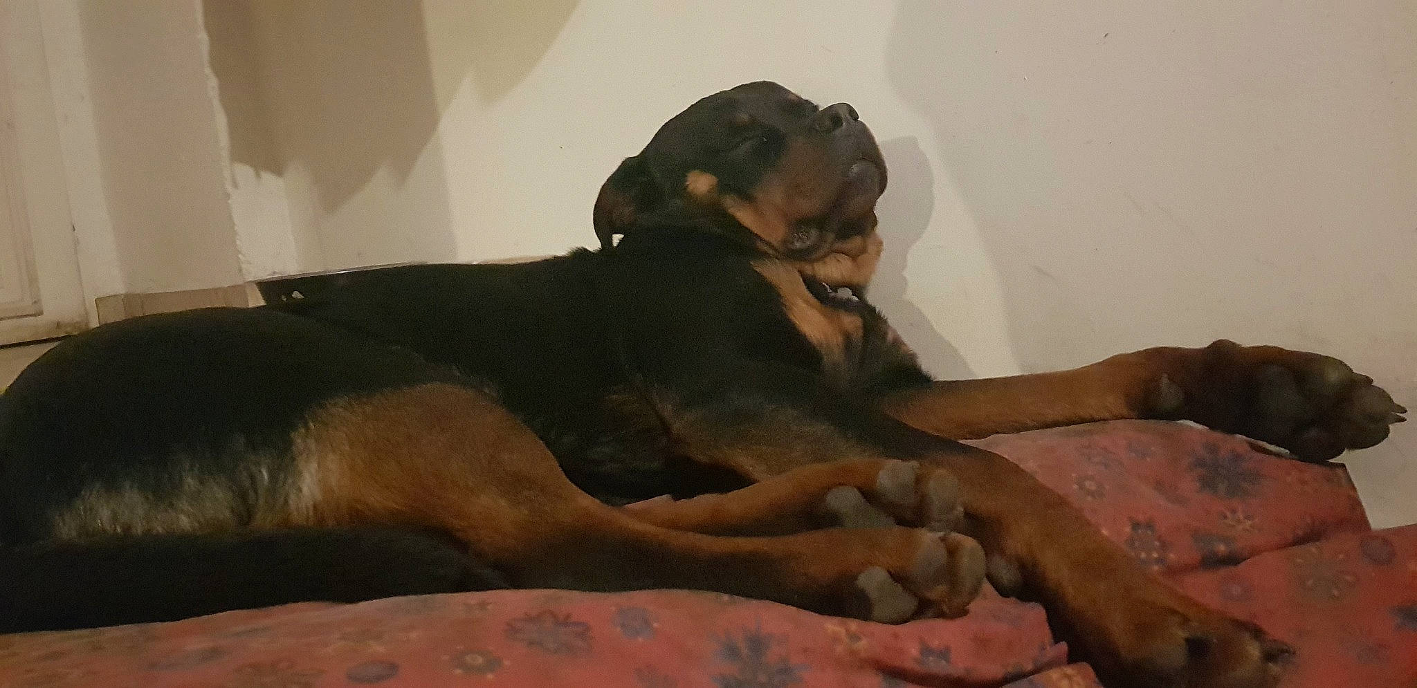 Storm a rejoint le concours — aidez-le/la à gagner de superbes lots ! canidae, carnivore, dog, dog_breed, fawn, guard_dog, huntaway, rottweiler, snout, sporting_group