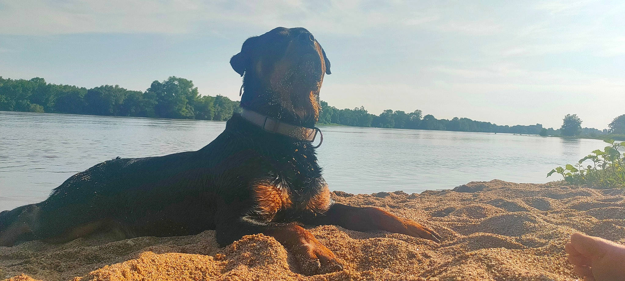 Storm a rejoint le concours — aidez-le/la à gagner de superbes lots ! beach, carnivore, cloud, coast, collar, dog, dog_breed, dog_collar, horizon, lake, landscape, ocean, shore, sky, sporting_group, tree, water, wind_wave, wood, working_animal