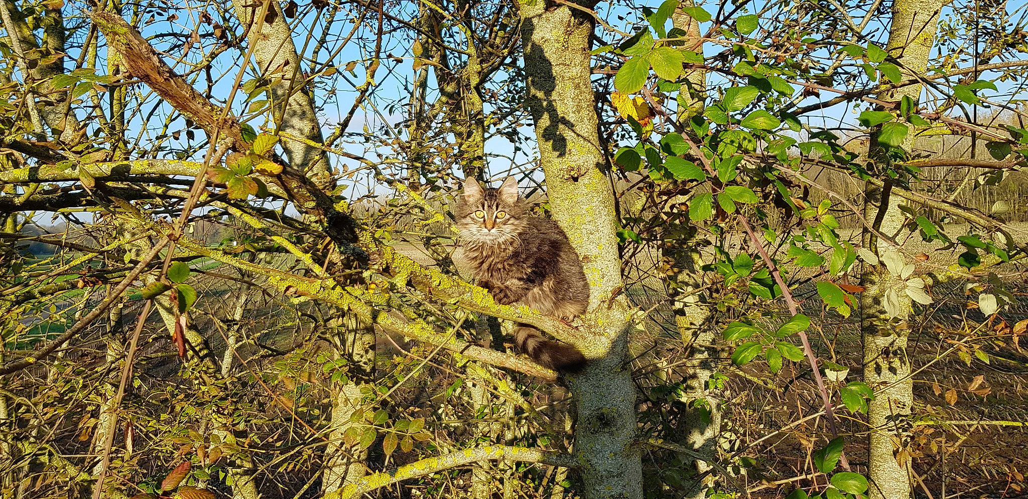 Pablo participe au concours pour gagner de l'argent avec cette photo : birch_family, branch, canoe_birch, forest, leaf, northern_hardwood_forest, plant, tree, trunk, twig, wildlife, woodland, woody_plant