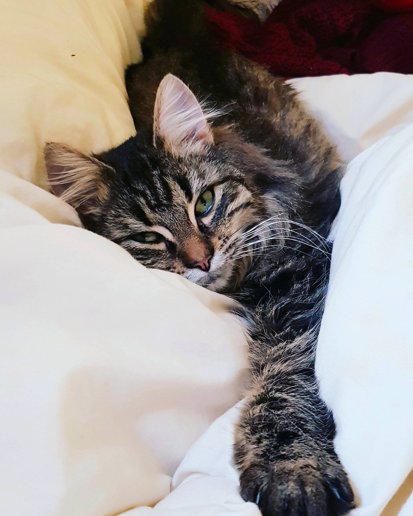 Pablo a rejoint le concours — aidez-le/la à gagner de superbes lots ! american_shorthair, american_wirehair, asian, carnivore, cat, domestic_short_haired_cat, dragon_li, ear, egyptian_mau, european_shorthair, felidae, fur, kitten, norwegian_forest_cat, paw, small_to_medium_sized_cats, tabby_cat, tail, toyger, whiskers