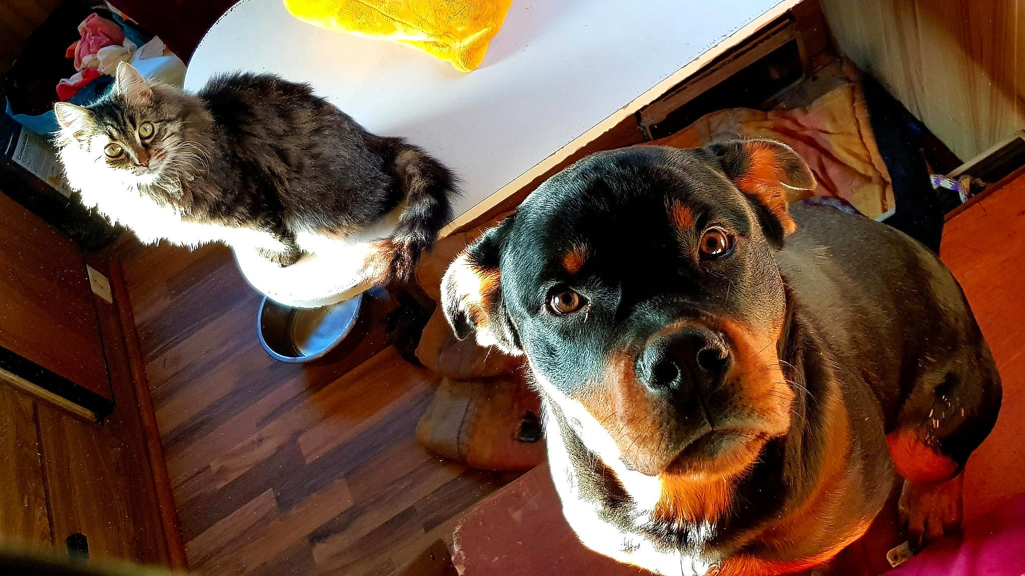 Pablo a rejoint le concours — aidez-le/la à gagner de superbes lots ! canidae, carnivore, companion_dog, dog, dog_breed, ear, mammal, puppy, puppy_love, rottweiler, snout, working_dog