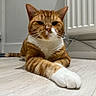 cat, orange_tabby, white_paw, indoor, floor, radiator, door, relaxed, pet, animal, whiskers, fur, cute, domestic_cat, mammal, laying_down, looking_at_camera, close_up, household, quiet