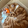 Cain joined the competition — help win amazing prizes! cat, orange_tabby, sleeping, curled_up, cardboard_box, toy, paw, feline, pet, cozy, fur, whiskers, indoor, cute, relaxed, domestic_animal, animal, resting, tabby_pattern, soft