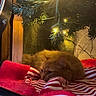 Theo is registered to the contest to win money with this photo: cat, ginger_cat, christmas_tree, christmas_lights, blanket, striped_blanket, carpet, indoor, holiday, festive, decorations, cozy, resting, pet, feline, warm_lighting, wooden_furniture, relaxing, home, christmas