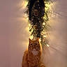 Theo joined the competition — help win amazing prizes! cat, orange_cat, white_paws, fluffy, sitting, indoor, decorations, fairy_lights, pine_cones, black_bow, wall, shadow, holiday_decor, feline, pet, fur, cute, animal, christmas, ornament