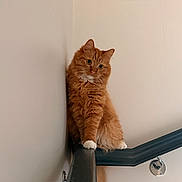 Theo is registered to the contest to win money with this photo: cat, orange_cat, fluffy, pet, indoor, animal, staircase, railing, curious, white_paws, feline, cute, perched, looking, wall, house, domestic, mammal, whiskers, claws