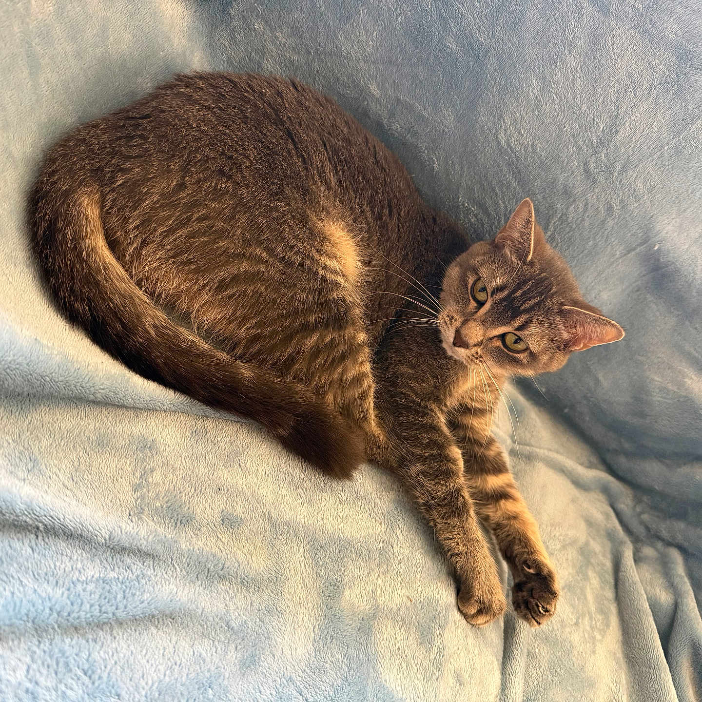 Silver Tiffany G joined the competition — help win amazing prizes! animal, blanket, blue, cat, cozy, curious, cute, ears, feline, fur, indoor, paws, pet, portrait, relaxing, resting, sleepy, soft, tabby, whiskers