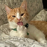 Paquito joined the competition — help win amazing prizes! cat, orange_cat, white_cat, pet, animal, bed, bedding, floral_pattern, paw, tongue, collar, indoor, cute, feline, relaxed, grooming, lying_down, close_up, home, cozy