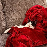 Taquito is registered to the contest to win money with this photo: cat, black_and_white, blanket, red, couch, furniture, sleeping, cozy, indoor, pet, resting, relaxed, soft_texture, home, comfort, animal, fur, cute, domestic, nap