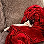 cat, black_and_white, blanket, red, couch, furniture, sleeping, cozy, indoor, pet, resting, relaxed, soft_texture, home, comfort, animal, fur, cute, domestic, nap
