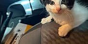 Taquito is registered to the contest to win money with this photo: kitten, cat, black_and_white, car_seat, indoor, pet, animal, young, whiskers, curious, face, ears, paw, vehicle_interior, box, dim_light, close_up, looking_at_camera, seat_fabric, domestic_animal