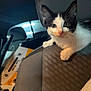 kitten, cat, black_and_white, car_seat, indoor, pet, animal, young, whiskers, curious, face, ears, paw, vehicle_interior, box, dim_light, close_up, looking_at_camera, seat_fabric, domestic_animal