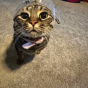 Luna joined the competition — help win amazing prizes! cat, tabby, costume, shark, pet, animal, carpet, indoor, wide_eyes, curious, whiskers, cute, feline, playful, funny_expression, looking_up, domestic_cat, fur, ears, mouth_open