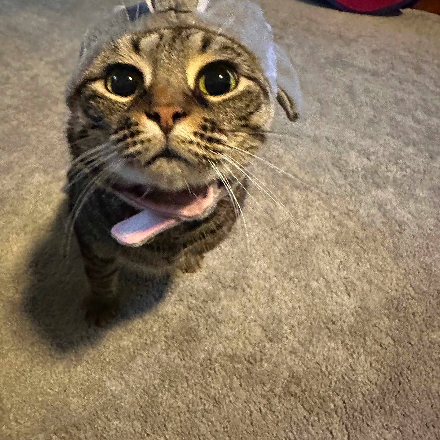 Luna joined the competition — help win amazing prizes! animal, carpet, cat, costume, curious, cute, domestic_cat, ears, feline, funny_expression, fur, indoor, looking_up, mouth_open, pet, playful, shark, tabby, whiskers, wide_eyes