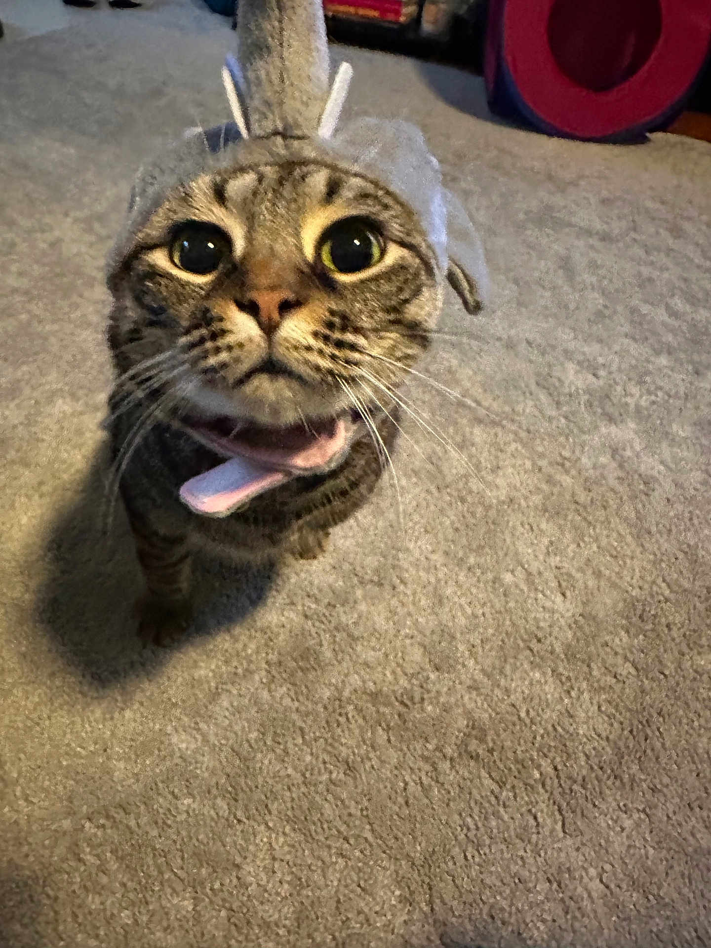 Luna joined the competition — help win amazing prizes! cat, tabby, costume, shark, pet, animal, carpet, indoor, wide_eyes, curious, whiskers, cute, feline, playful, funny_expression, looking_up, domestic_cat, fur, ears, mouth_open