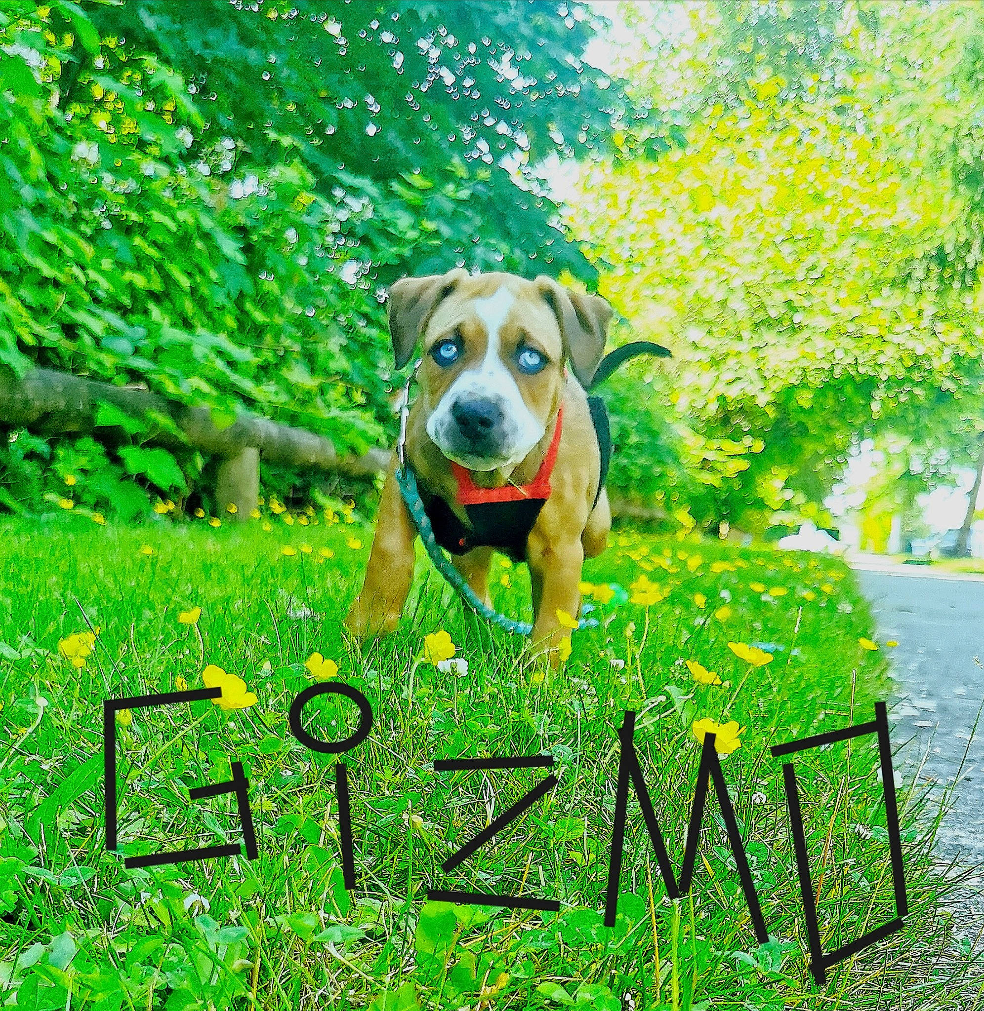 Gizzmo is registered to the contest to win money with this photo: carnivore, companion_dog, dog, dog_breed, fawn, font, garden, grass, grassland, green, groundcover, happy, lawn, natural_landscape, people_in_nature, photo_caption, plant, prairie, shrub, tree