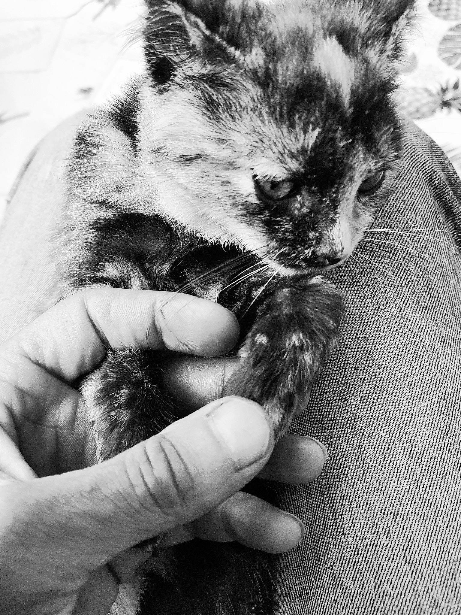 Ungrame a rejoint le concours — aidez-le/la à gagner de superbes lots ! black_and_white, carnivore, cat, comfort, domestic_short_haired_cat, eye, felidae, finger, fur, gesture, grey, hand, monochrome, monochrome_photography, nail, paw, small_to_medium_sized_cats, snout, style, whiskers