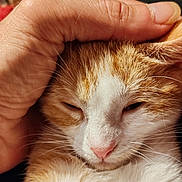 Alladin participe au concours pour gagner de l'argent avec cette photo : affection, animal_face, cat, close_up, companion, cozy, cute, domestic_animal, feline, fur, gentle_touch, hand, orange_cat, pet, pink_nose, relaxation, sleepy, warmth, whiskers, white_cat