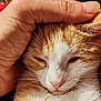 affection, animal_face, cat, close_up, companion, cozy, cute, domestic_animal, feline, fur, gentle_touch, hand, orange_cat, pet, pink_nose, relaxation, sleepy, warmth, whiskers, white_cat