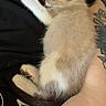 Ivy joined the competition — help win amazing prizes! kitten, cat, sleeping, paw, tattoo, arm, furry, cute, pet, resting, indoor, animal, closeup, relaxing, tiny, adorable, soft, fluffy, cozy, nap